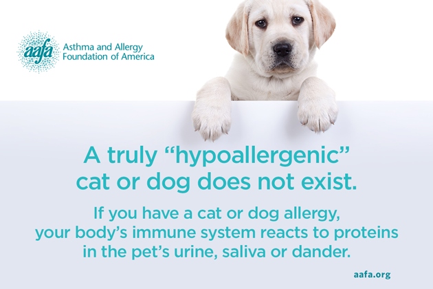 A hypoallergenic pet means a pet that is less likely to cause an allergic reaction.