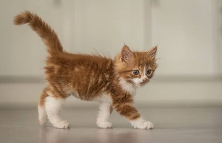 A kitten that smells like poop may be constipated.