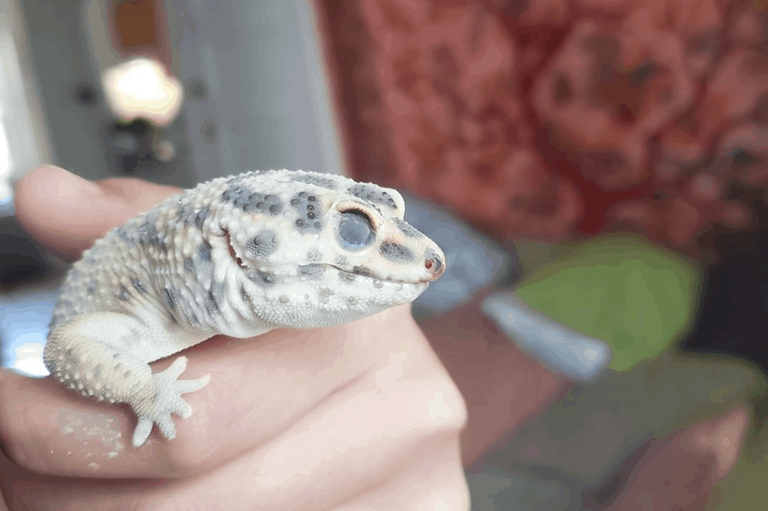 A leopard gecko can turn pale but not shed its skin if it is sick or stressed.