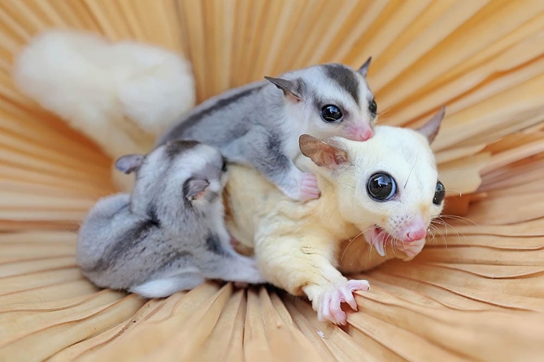 A license is not required to breed sugar gliders.