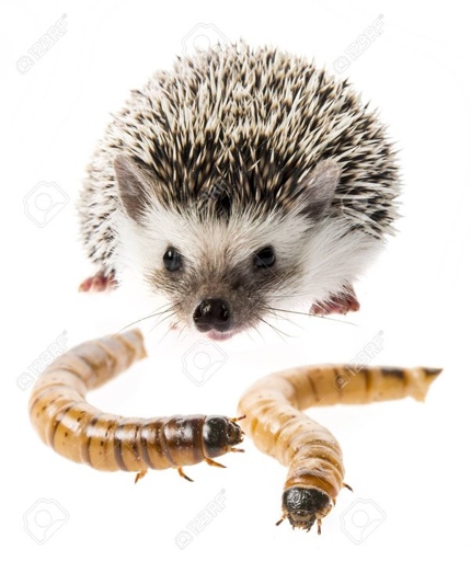 A mealworm meal gone wrong can be a big problem for a hedgehog.