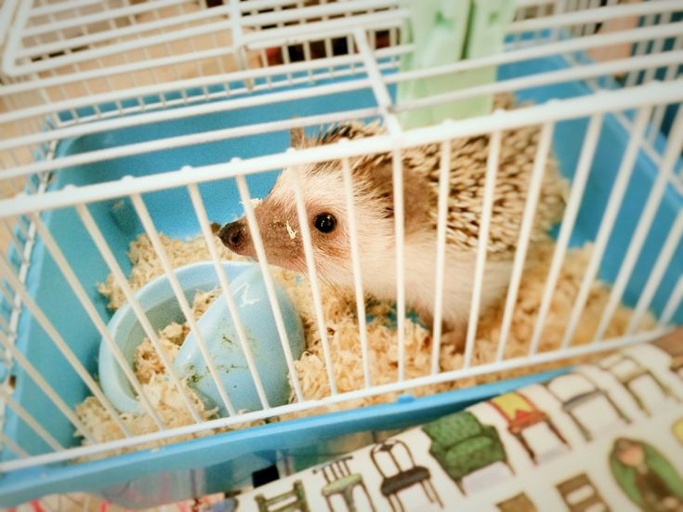A minimum of 2 square feet is recommended for a hedgehog cage.