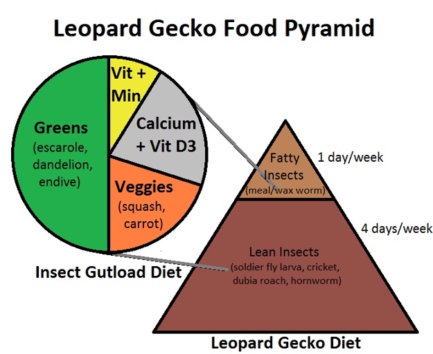 A proper diet for leopard geckos includes live food, such as insects, as well as a calcium supplement.