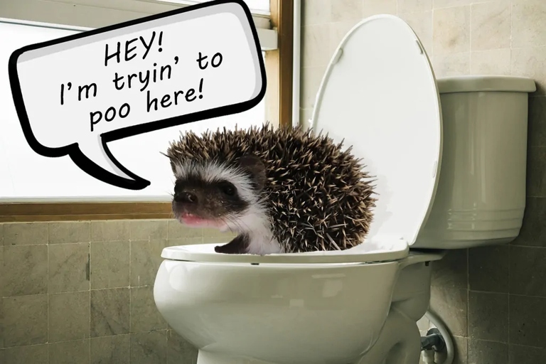 A quick bath in warm water can help a hedgehog with constipation.