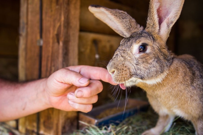 A rabbit can not bite your finger off.