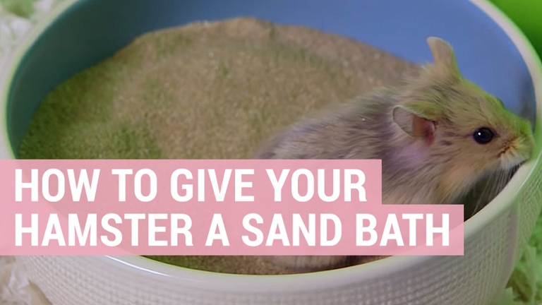 A sand bath area for your hamster is a great way to keep them clean and healthy.