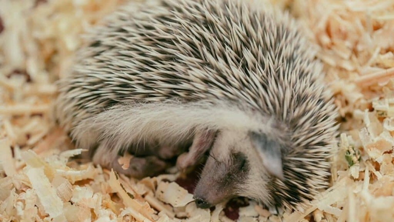 A sick or dying hedgehog will need to be fed and hydrated frequently.