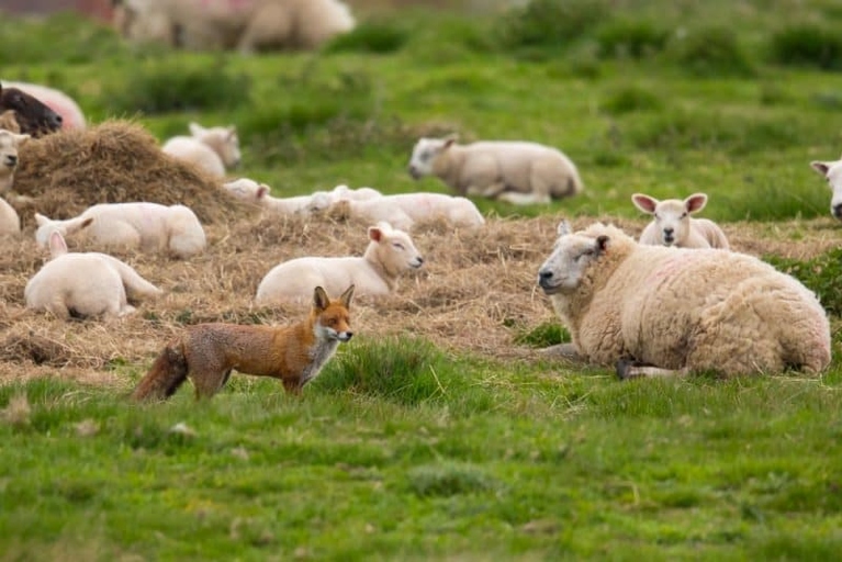 A single sheep is vulnerable to predators and needs the protection of a flock.