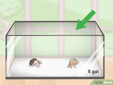 A small hermit crab tank is the bare minimum for these creatures.