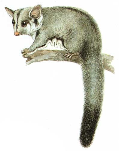 A Sugar Glider is a small, nocturnal marsupial native to Australia, Indonesia, and New Guinea.