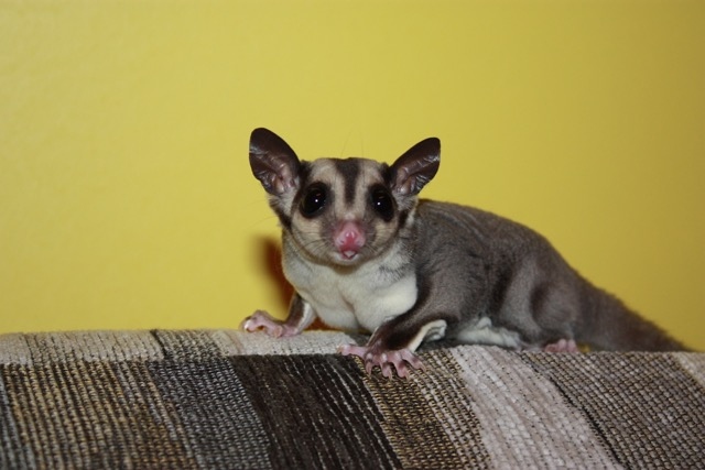 A sugar glider might get lost outside because they are small and can fly.
