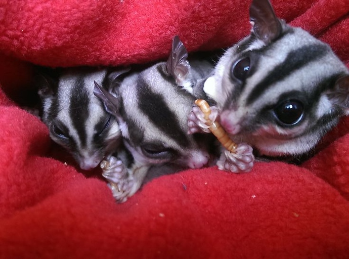 A sugar glider's diet consists mainly of insects and nectar.