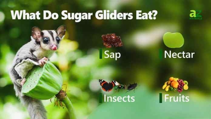 A sugar glider's diet consists of insects, nectar, and sap.