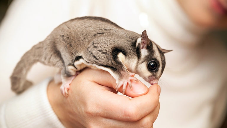 A sugar glider's diet consists of mainly insects and tree sap.