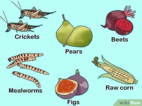 A sugar glider's diet should consist of fruits, vegetables, and insects.