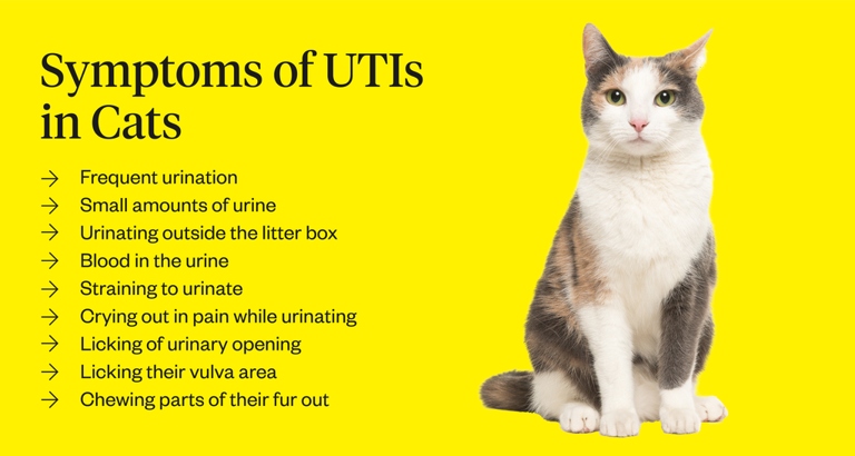A urinary tract infection (UTI) is a common condition in cats that can cause litter box avoidance.