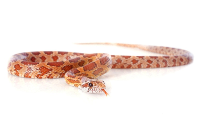 A water source is necessary for a corn snake's survival.