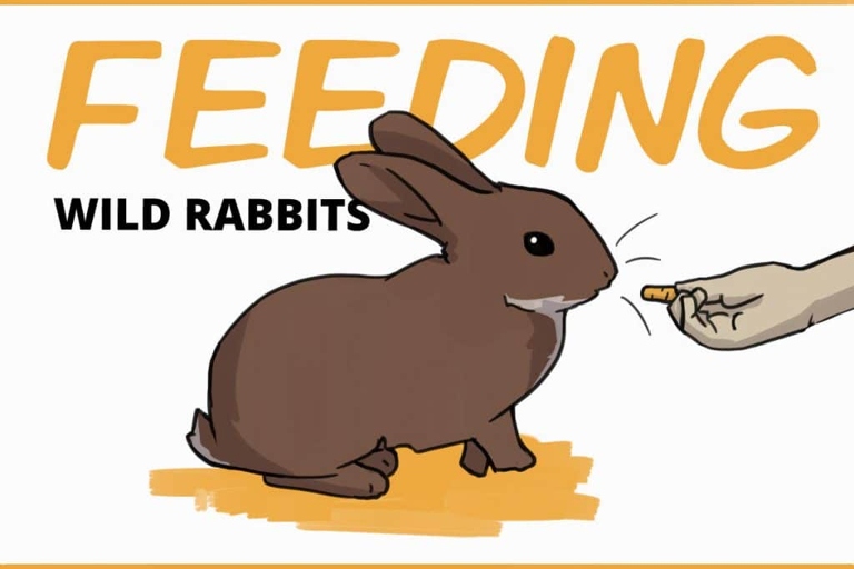 A wild rabbit should be fed milk, vegetables, and water.