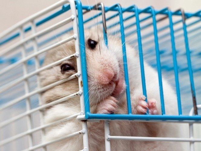 Add new toys to the cage slowly to avoid overwhelming your hamster and causing stress.
