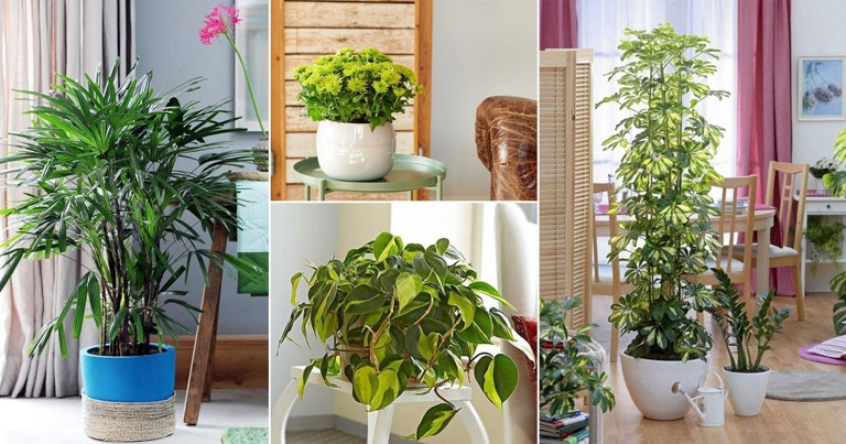 Adding houseplants to the room can help increase the humidity in the air.