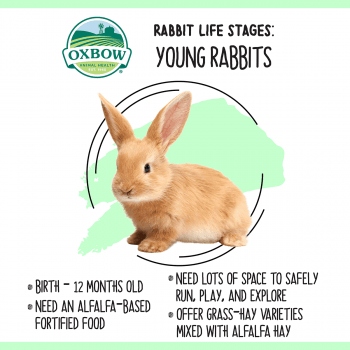 Adolescence is a time of change for rabbits, both physically and emotionally.