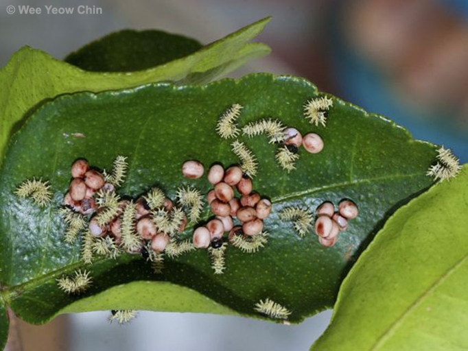 After the eggs hatch, the caterpillars will emerge and begin to feed on the leaves of the host plant.