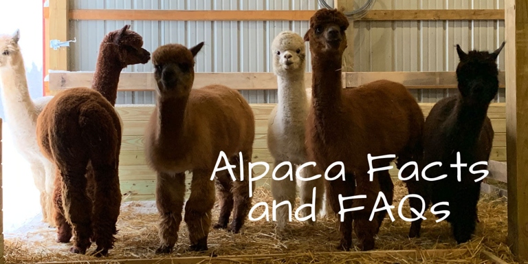 Alpacas and dogs can coexist peacefully if they are properly introduced and socialized with each other.