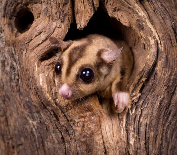 Although sugar gliders don't technically hibernate, they do sleep more in the winter.