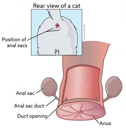 Anal gland infection is a common reason for a kitten to smell like poop.