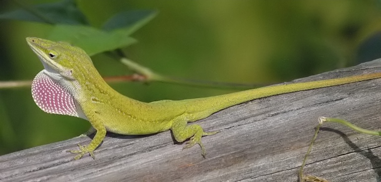 Anoles are a species of lizard that are native to the Caribbean.