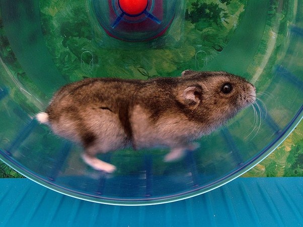 Approach your hamster when it is in its home base, not running in its wheel.