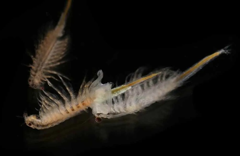 Aqua Dragons are a type of brine shrimp that can live in fresh water, while Sea Monkeys are a type of brine shrimp that can live in salt water.