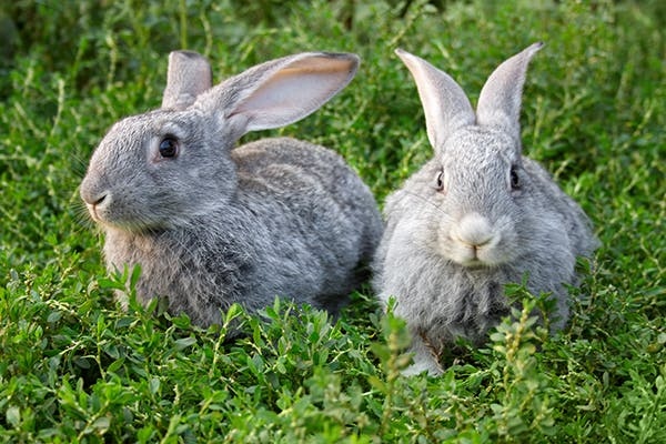 Arthritis is a common condition in rabbits, and can cause pain and stiffness.