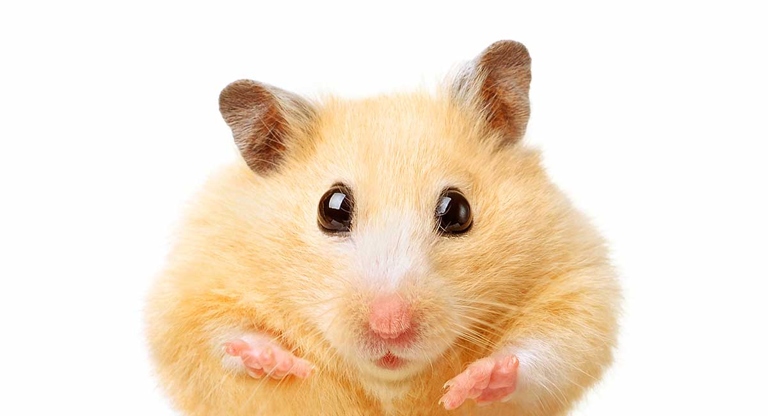 As hamsters age, they may lose weight.
