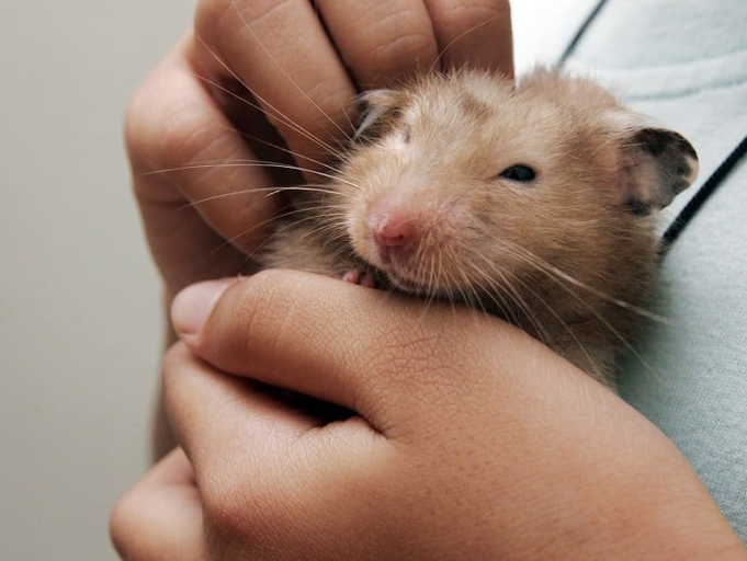 As your hamster ages, it will become more sedentary and may sleep more.