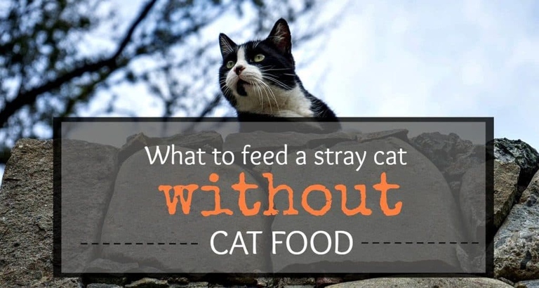 Avoid giving stray cats processed foods as they are not good for their health.