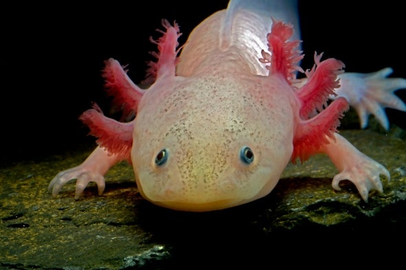 Axolotls are a species of salamander that are capable of regenerating their limbs.