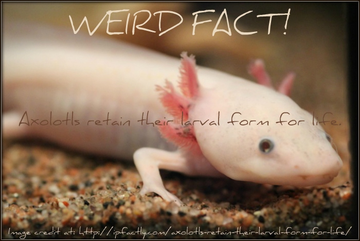 Axolotls are neotenic, meaning they retain their larval form throughout their lives.