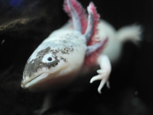 Axolotls are not known to bite humans.