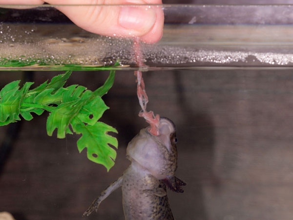Axolotls will sometimes bite humans if they feel threatened.