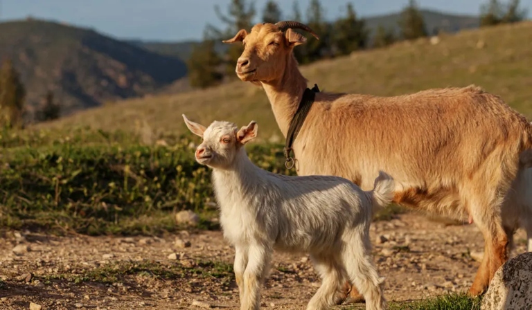 Baby goats jump because it's a fun and playful thing to do.