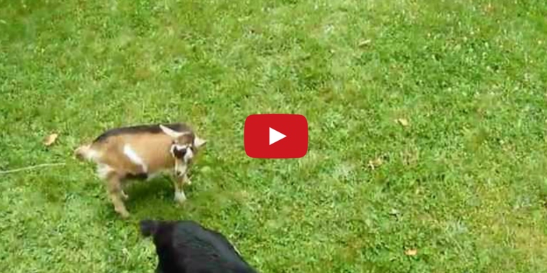 Baby goats jump because they are playful and full of energy.