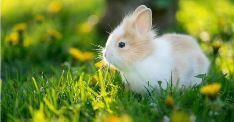 Baby rabbits are called kittens.