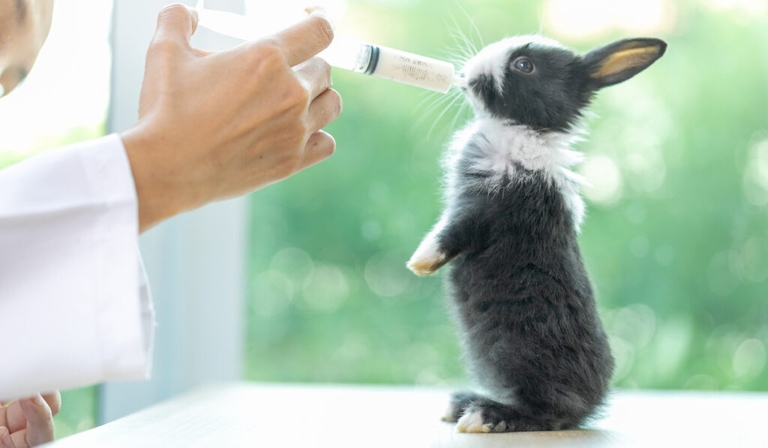 Baby rabbits can drink milk from their mother or from a bottle.
