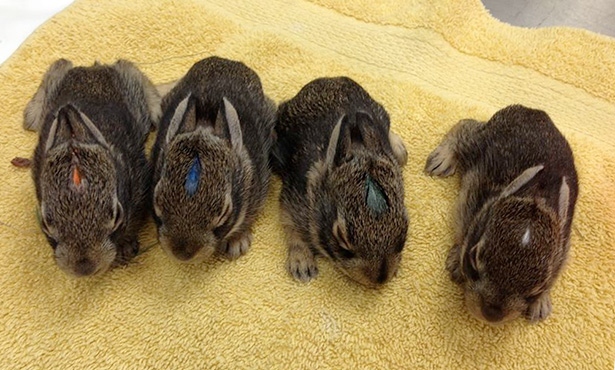 Baby rabbits open their eyes at around 2 weeks old.