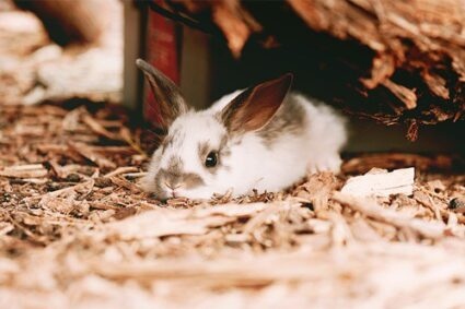 Baby rabbits require milk from their mothers for sustenance.