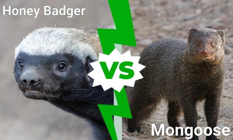 Badgers and mongooses are two animals that have a lot in common.