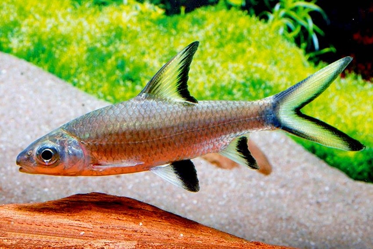 Bala sharks are a type of freshwater fish.