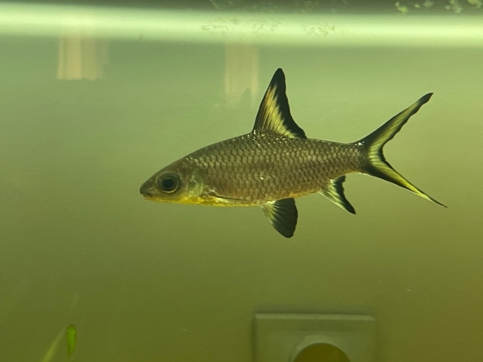 Bala sharks are one of the fastest-growing fish in the world.