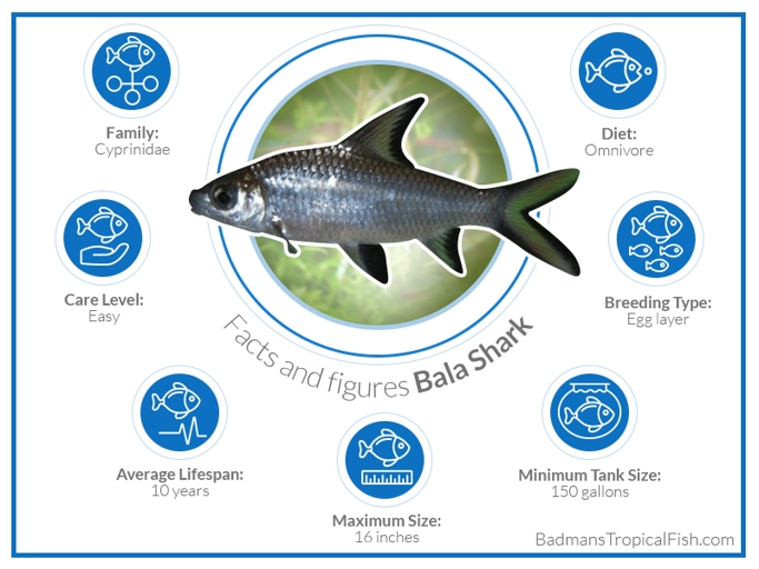 Bala sharks grow quickly, reaching their full size in just a few years.